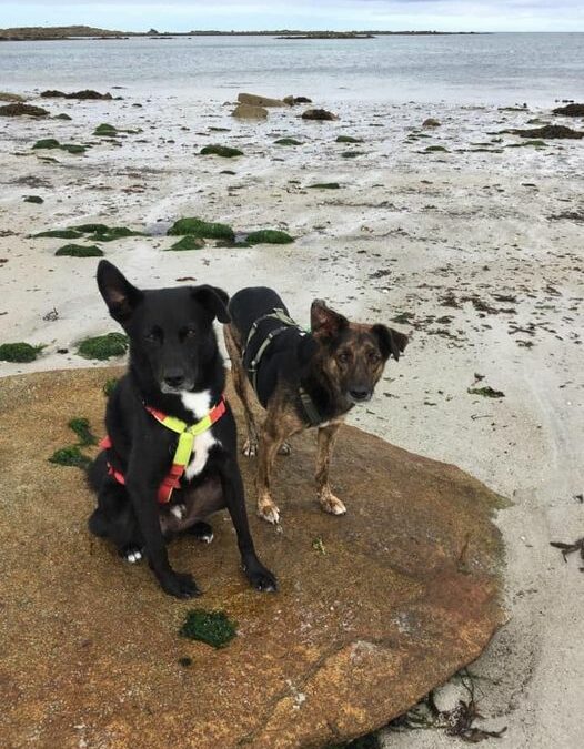 Lupin und Wilson zusammen im Urlaub in Frankreich.