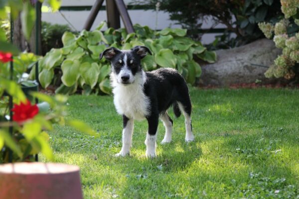 Halumi in 90542 Eckental *vermittelt* – Bild 6