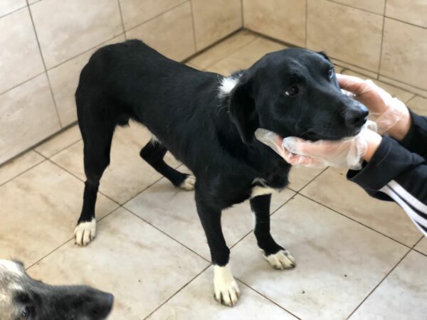 MUCKY - reserviert TST Rösrath - vermittelt – Bild 3