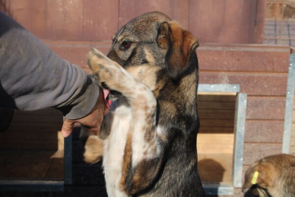 NANNA - reserviert Tierhilfe Lebenswert DR (05.02.) - vermittelt – Bild 3