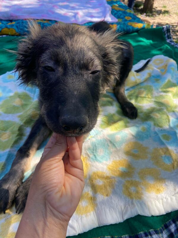 FOSSI - reserviert 4animals - vermittelt – Bild 4