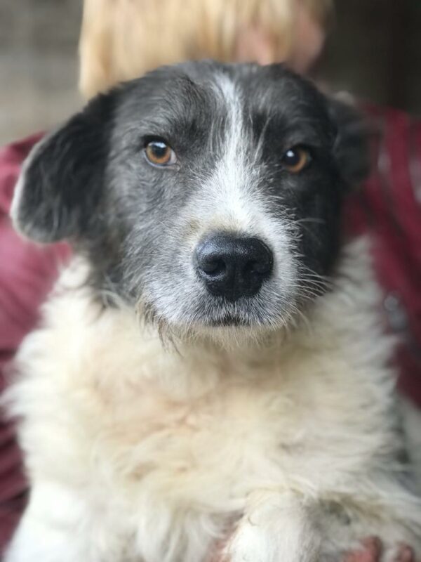 STRUPPY - reserviert Alexandra - vermittelt – Bild 5