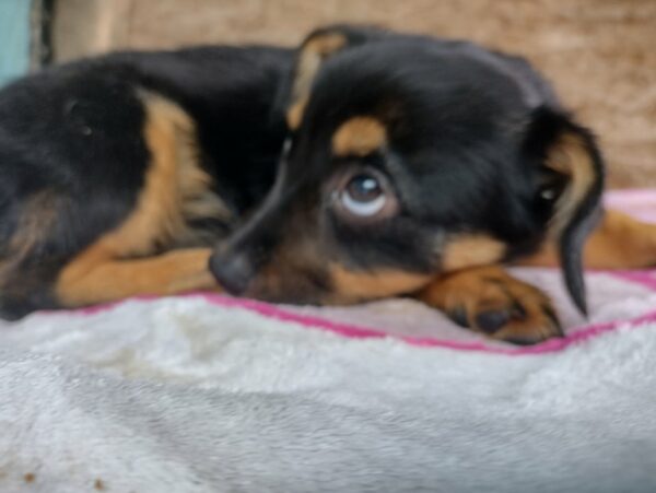 FIENE - auf Pflegestelle in PLZ 2 - vermittelt – Bild 6