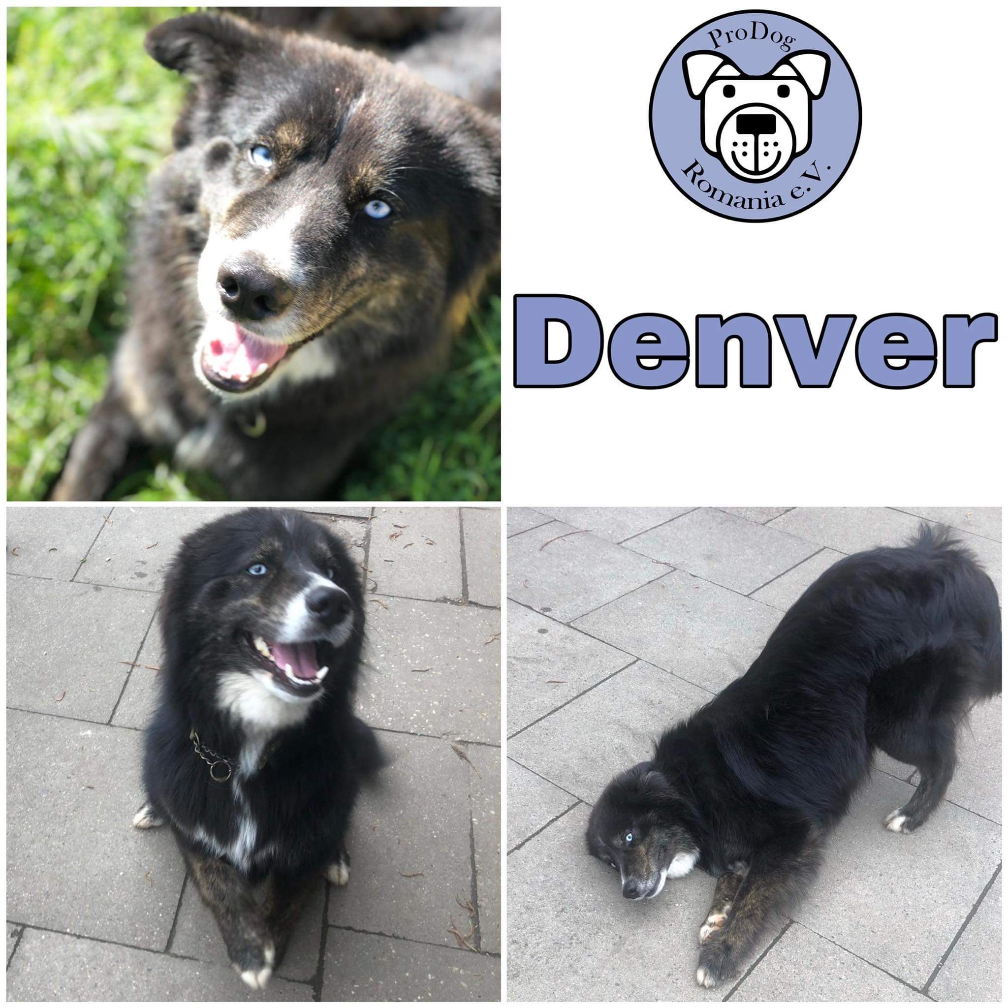 Denver (Grumpy) in 21435 Stelle *vermittelt*