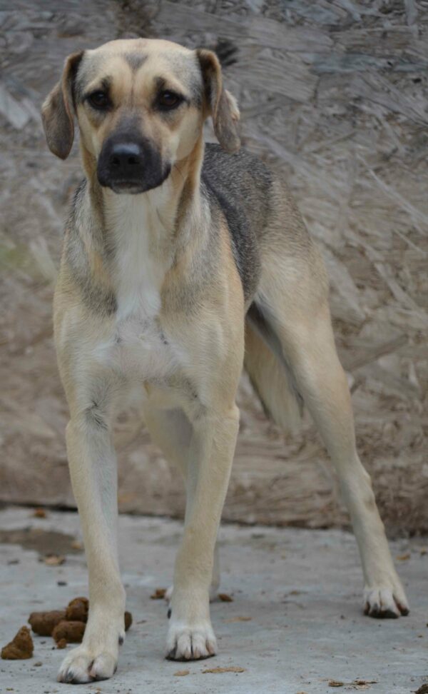 MANDY (♀) – Bild 3