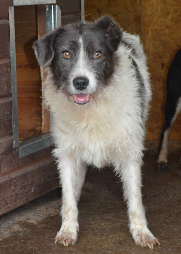 STRUPPY - reserviert Alexandra - vermittelt – Bild 6
