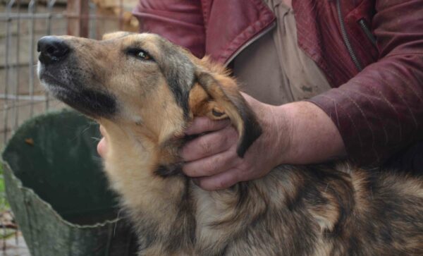 FREDDI - reserviert Tierhilfe Lebenswert - vermittelt – Bild 7
