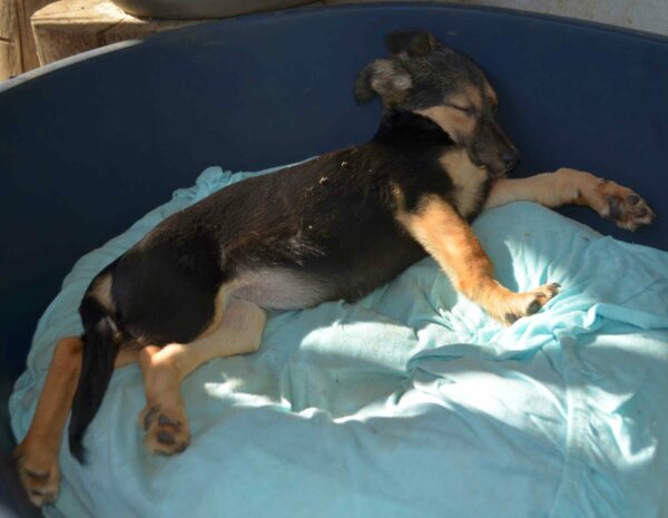 NIKA - RBB 10/2021 – Bild 5