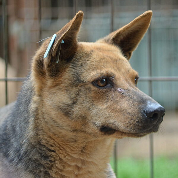 ALLEGRA (♀) – Bild 13