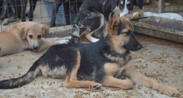MANOU - reserviert 4animals - vermittelt – Bild 3