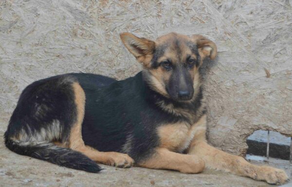 MANOU - reserviert 4animals - vermittelt – Bild 5