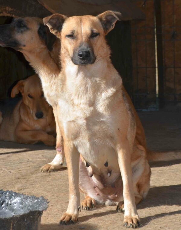 DORA (♀) - seit 2021 im Shelter – Bild 12