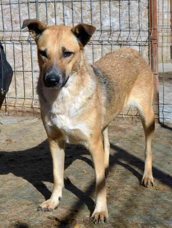 DORA (♀) - seit 2021 im Shelter – Bild 13
