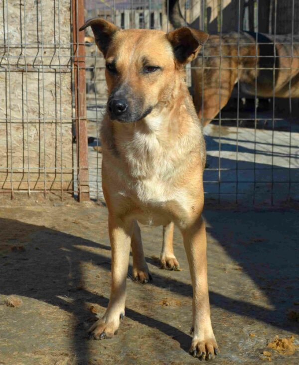 DORA (♀) - seit 2021 im Shelter – Bild 14