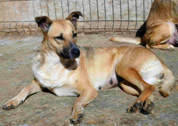 DORA (♀) - seit 2021 im Shelter – Bild 15
