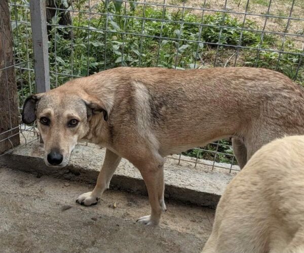 INKA (♀) - seit 2021 im Shelter – Bild 12