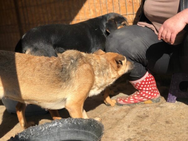 DORA (♀) - seit 2021 im Shelter – Bild 11