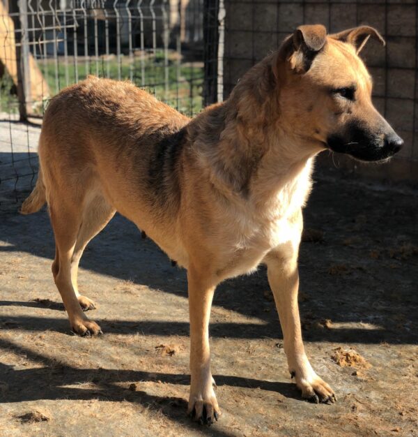 DORA (♀) - seit 2021 im Shelter – Bild 10