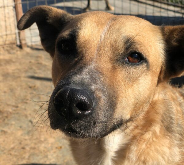 DORA (♀) - seit 2021 im Shelter – Bild 18