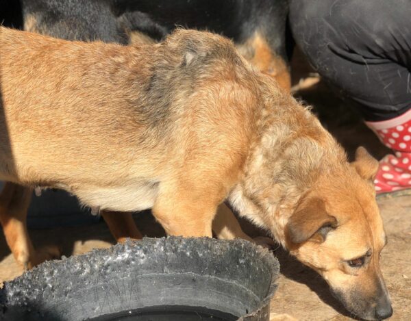 DORA (♀) - seit 2021 im Shelter – Bild 9