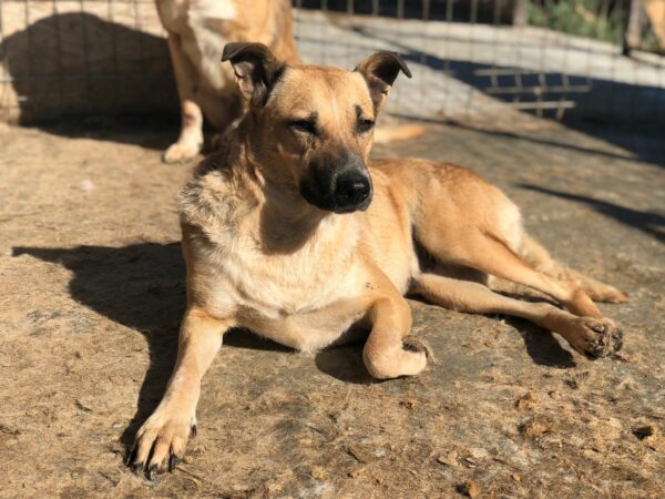 DORA (♀) - seit 2021 im Shelter – Bild 7