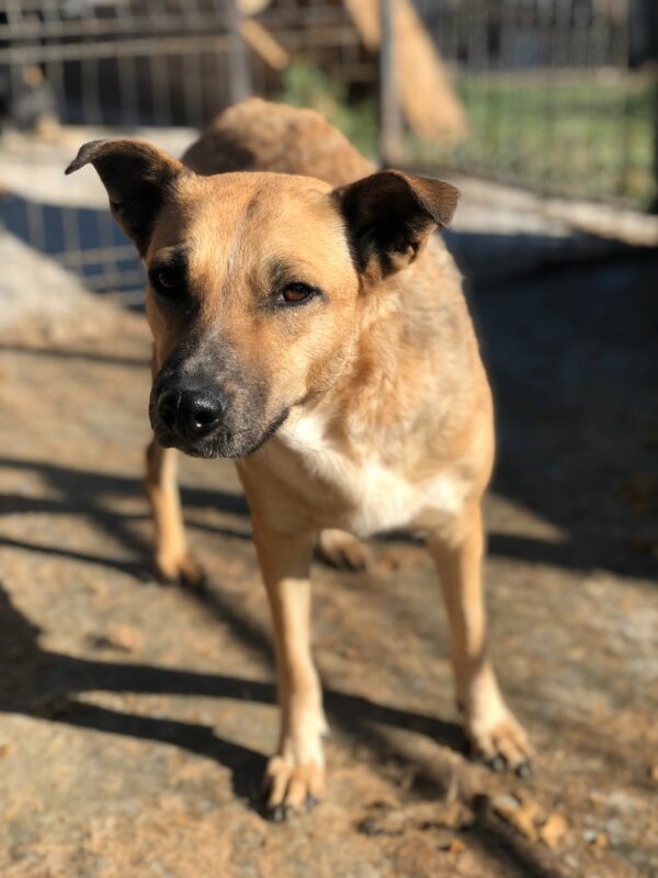 DORA (♀) - seit 2021 im Shelter – Bild 8