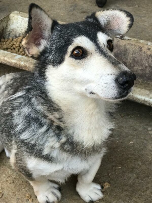 MR. BAGGINS - reserviert GC - vermittelt – Bild 9
