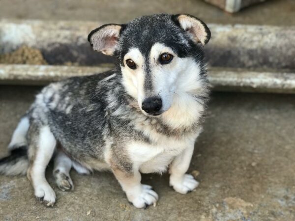 MR. BAGGINS - reserviert GC - vermittelt – Bild 8