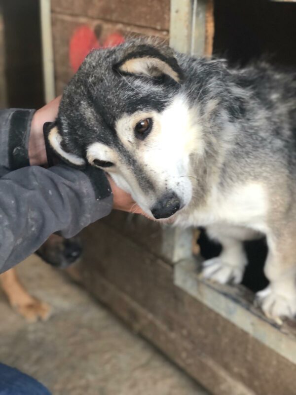 MR. BAGGINS - reserviert GC - vermittelt – Bild 7
