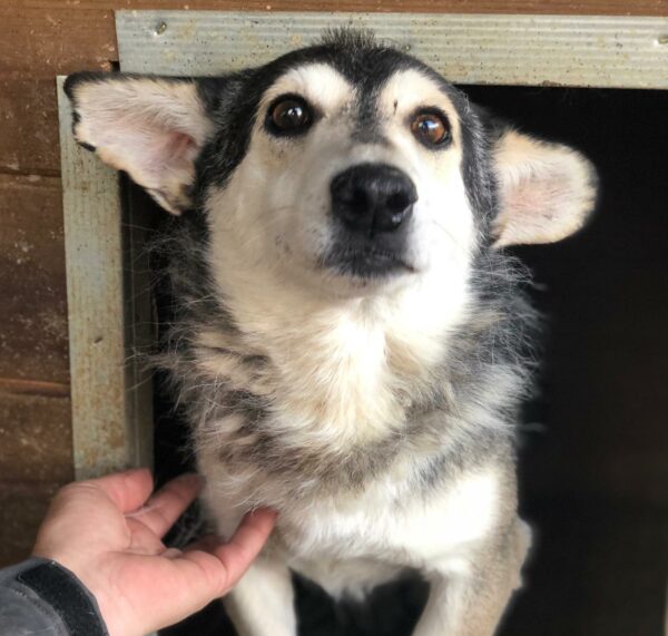 MR. BAGGINS - reserviert GC - vermittelt