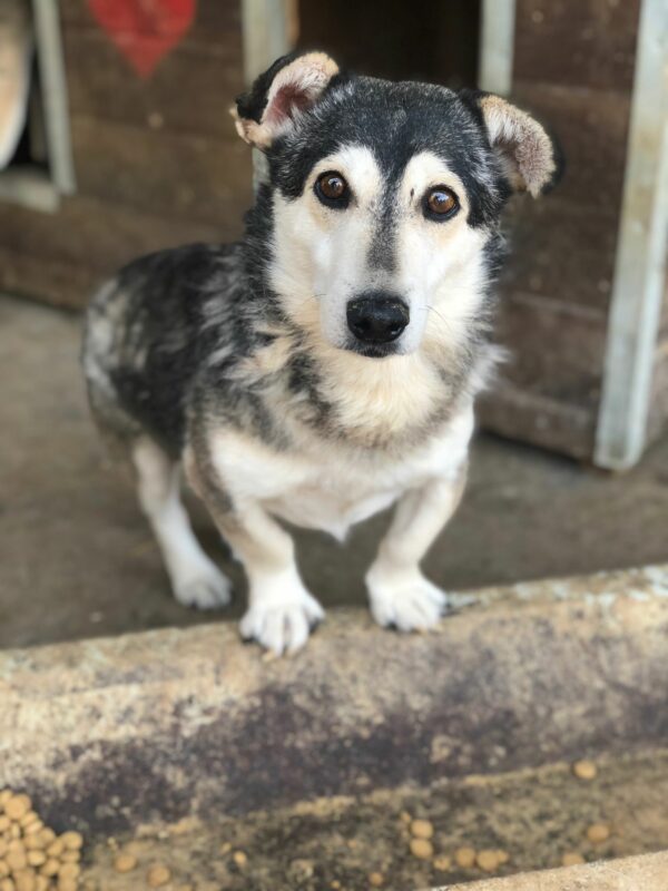 MR. BAGGINS - reserviert GC - vermittelt – Bild 2