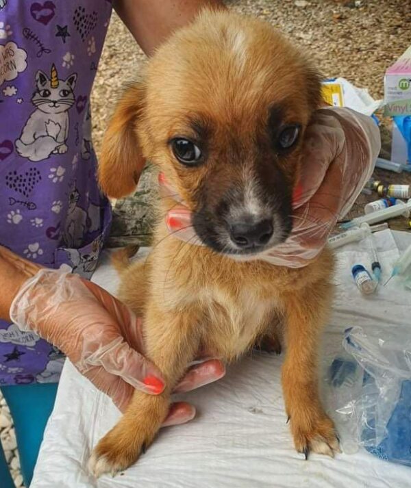 KNIRPS - reserviert 4animals - vermittelt