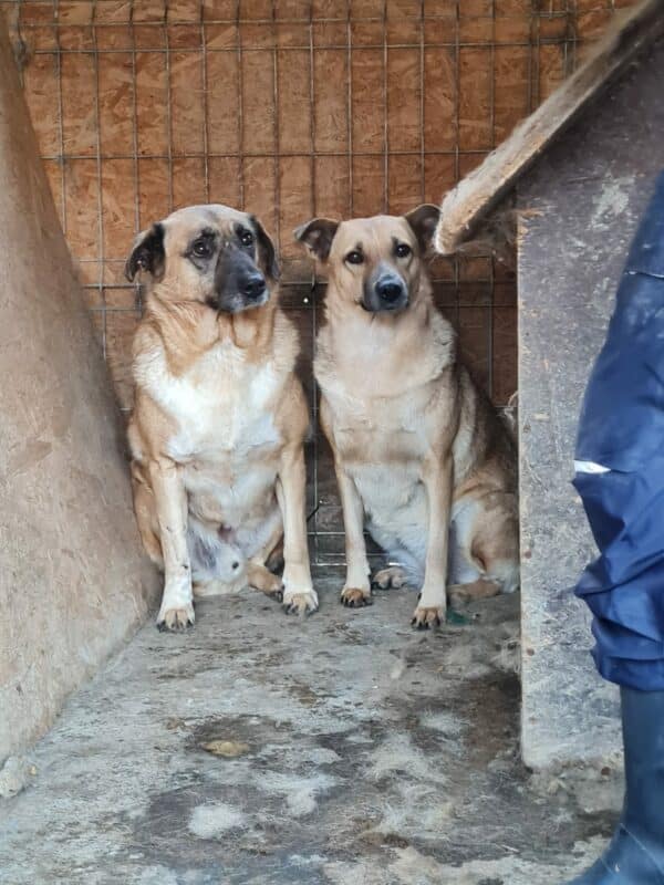 DORA (♀) - seit 2021 im Shelter – Bild 16