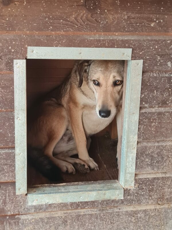 INKA (♀) - seit 2021 im Shelter – Bild 10