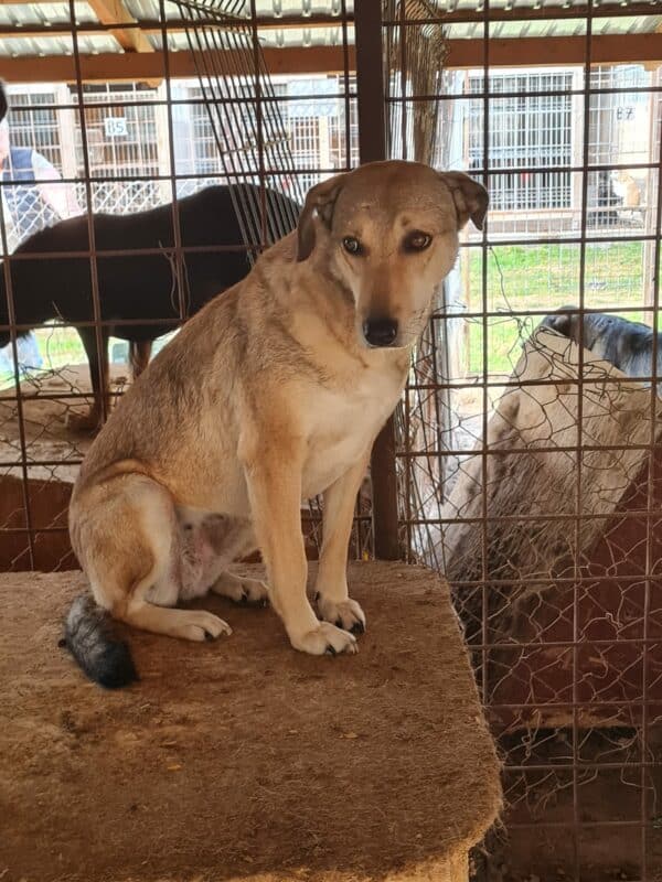 INKA (♀) - seit 2021 im Shelter – Bild 4