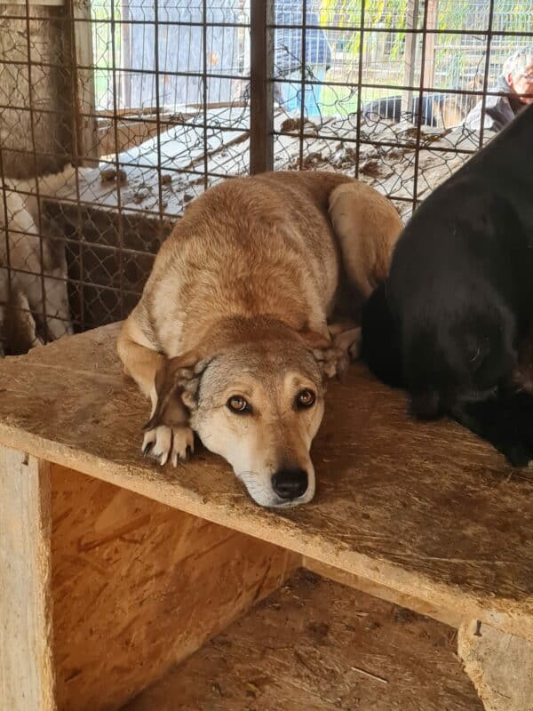 INKA (♀) - seit 2021 im Shelter – Bild 8