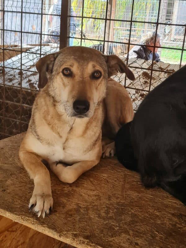 INKA (♀) - seit 2021 im Shelter – Bild 6