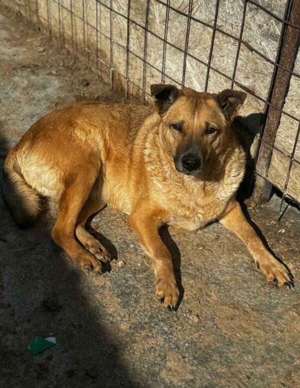 DORA (♀) - seit 2021 im Shelter – Bild 6