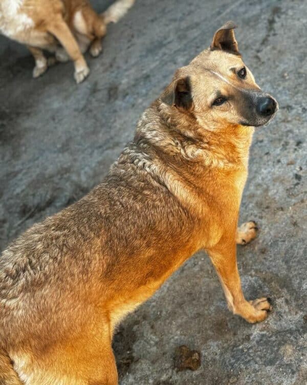 DORA (♀) - seit 2021 im Shelter – Bild 5