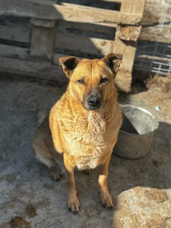DORA (♀) - seit 2021 im Shelter – Bild 4