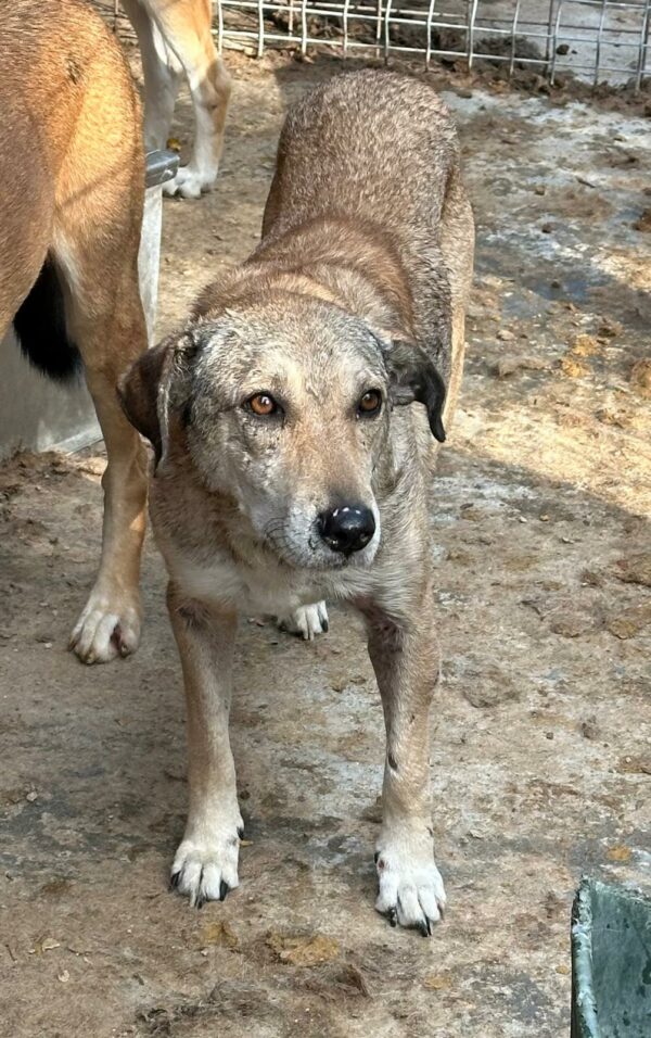 INKA (♀) - seit 2021 im Shelter – Bild 3