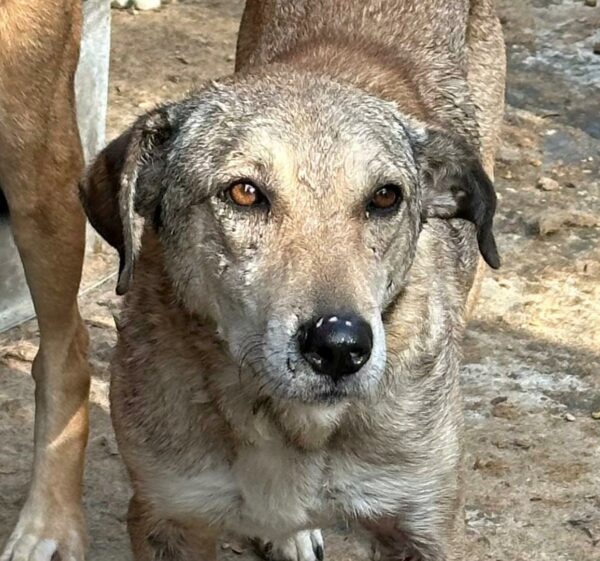 INKA (♀) - seit 2021 im Shelter – Bild 2