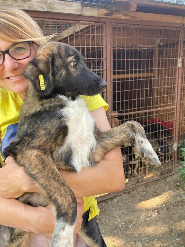 RONJA - reserviert NadineH - vermittelt – Bild 2