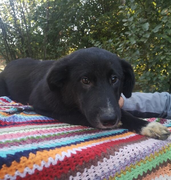 ROSANNA - reserviert TINO - vermittelt – Bild 2