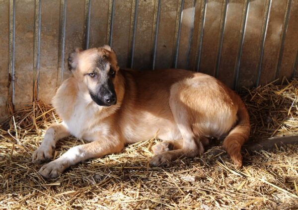 HOTCH (♂ )- seit mind. 2021 im Shelter – Bild 12