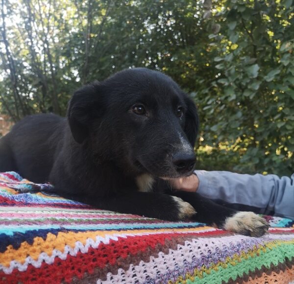 ROSANNA - reserviert TINO - vermittelt – Bild 3