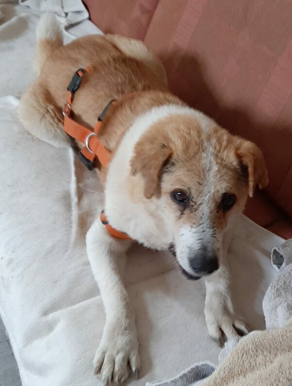 NEVIO - Gnadenplatzhund seit dem 21.07.2021 - RBB 28.10.2022 – Bild 2