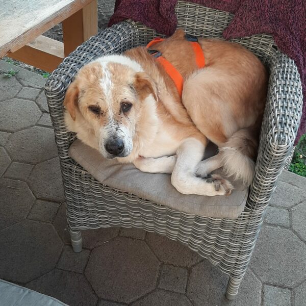 NEVIO - Gnadenplatzhund seit dem 21.07.2021 - RBB 28.10.2022 – Bild 6