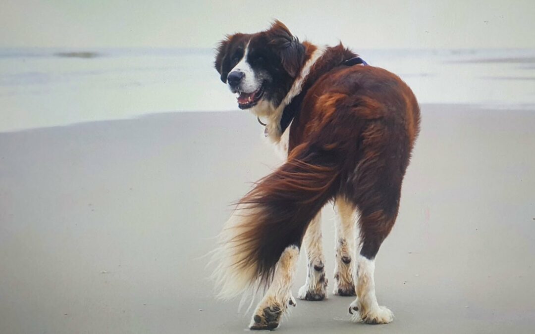 KEKSIE aus Bucov hat Urlaub auf Norderney gemacht.