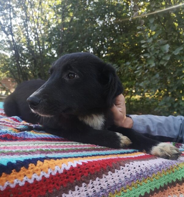 ROSANNA - reserviert TINO - vermittelt – Bild 4